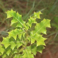 Acanthus ilicifolius L.
